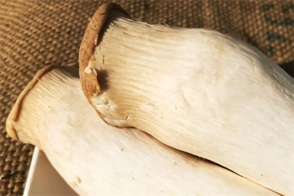 杏鲍菇变黄怎么回事,杏鲍菇发黄