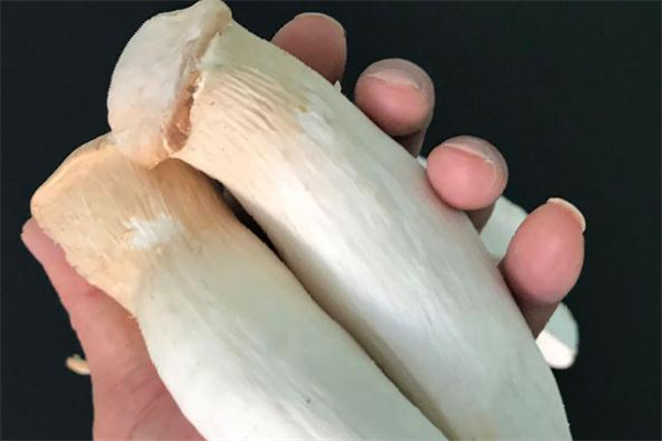 杏鲍菇焯水后怎么保存,杏鲍菇用不用水焯一下