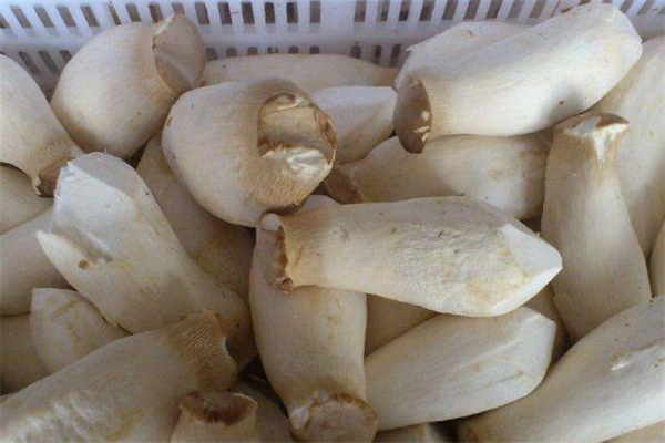 杏鲍菇软了是坏了吗?,杏鲍菇怎么是坏了