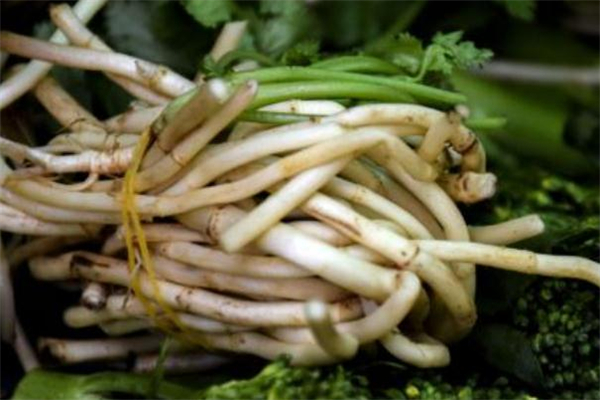 鱼腥草减肥法,鱼腥草的减肥方法