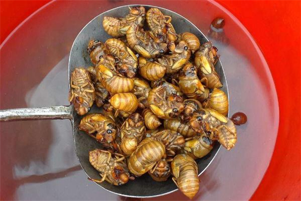 知了猴有寄生虫吗,知了猴幼虫