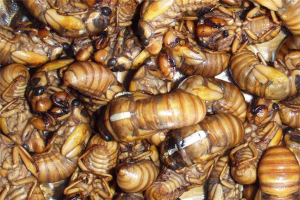 知了猴怎么冷冻保存,冷冻知了猴能储藏多长时间