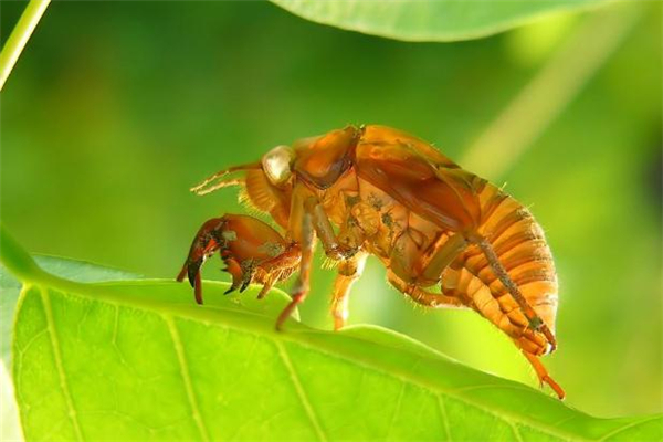 知了猴为什么晚上出来,知了猴是啥