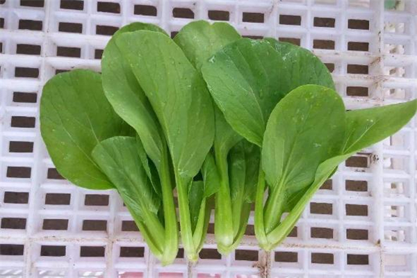 鸡毛菜是什么季节的菜,鸡毛菜几月种