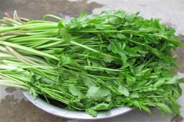 水芹菜有毒吗?人可以吃吗?,野生水芹菜有毒吗