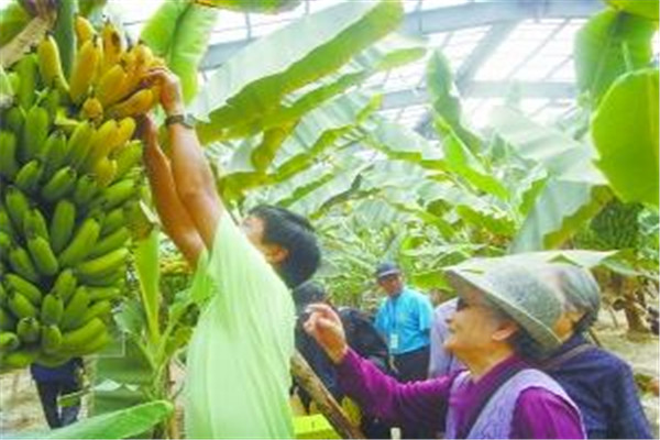 一天吃太多香蕉会怎样,为什么香蕉不能吃太多