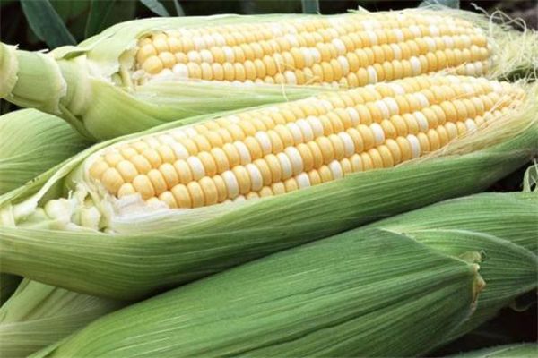 晚上吃甜玉米会胖吗,减肥吃甜玉米会胖吗