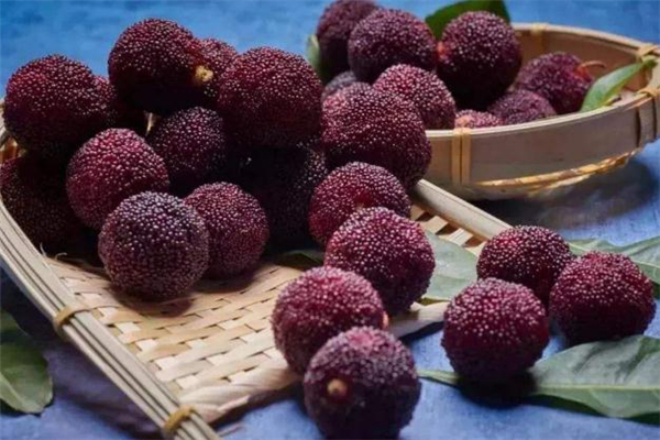 杨梅虫子怎么泡出来,杨梅有虫子吗