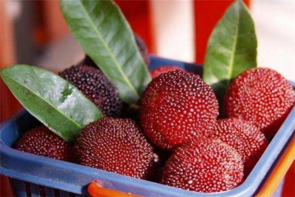 杨梅可以泡几次白酒,泡杨梅酒泡多久为最佳