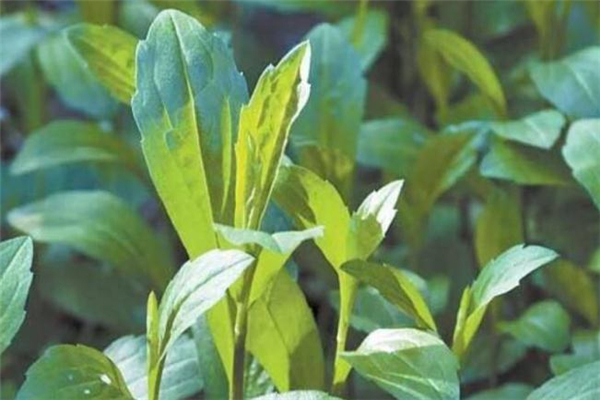 马兰头中毒症状,马兰头中毒怎样解毒