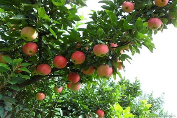 怎样吃苹果减肥最快,怎么吃苹果减肥最快