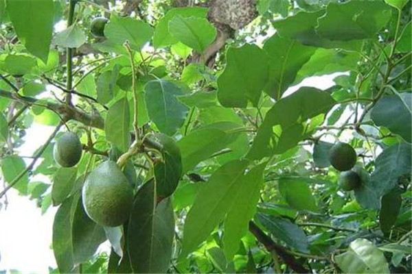 牛油果成熟度辨别,牛油果怎么看是否成熟