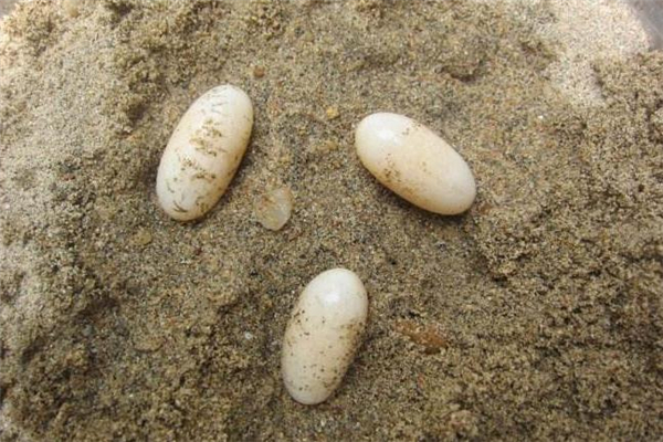 乌龟蛋怎么吃最有营养,乌龟蛋怎么吃 乌龟蛋怎么吃最有营养,乌龟蛋怎么吃