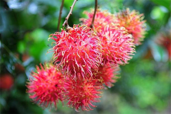 红毛丹的皮可以泡水喝吗,什么是红毛丹