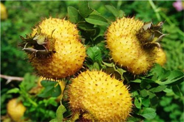 怎么快速去掉刺梨的刺,刺梨怎么处理比较好