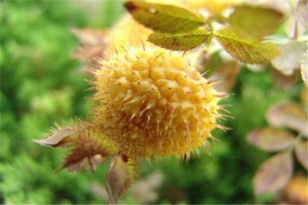 刺梨可以泡酒喝吗,刺梨可以泡酒喝吗?有什么用