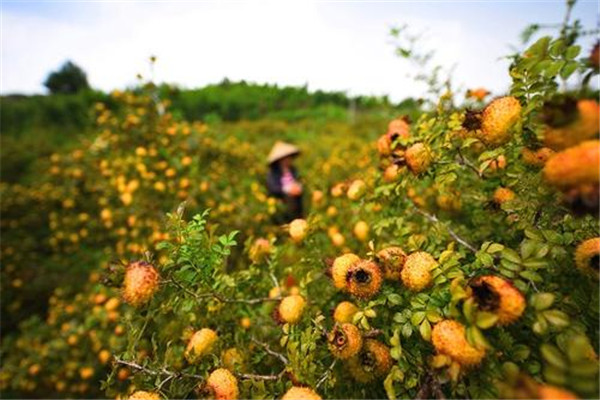 刺梨可以醒酒吗,刺梨能解酒吗