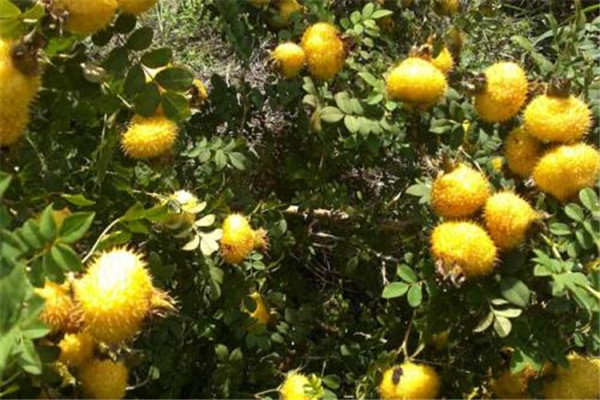 新鲜野刺梨怎么吃,新鲜刺梨的吃法