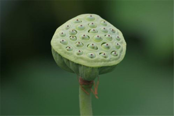 莲蓬的功效和作用禁忌,孕妇吃莲蓬的功效和作用