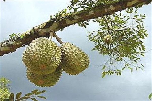 榴莲为什么里面是硬的,榴莲里面怎么是硬的