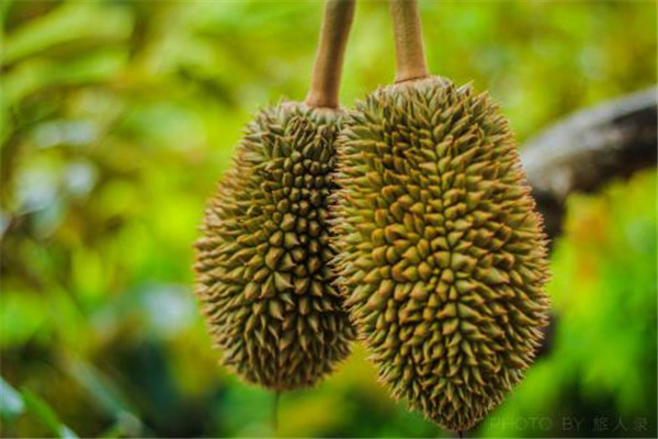 榴莲有假吗,榴莲有没有假的