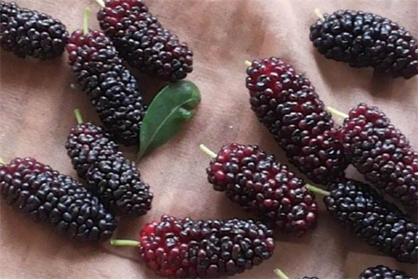 桑葚要洗了再吃吗,桑葚洗洗就能吃吗 桑葚要洗了再吃吗,桑葚洗洗就能吃吗