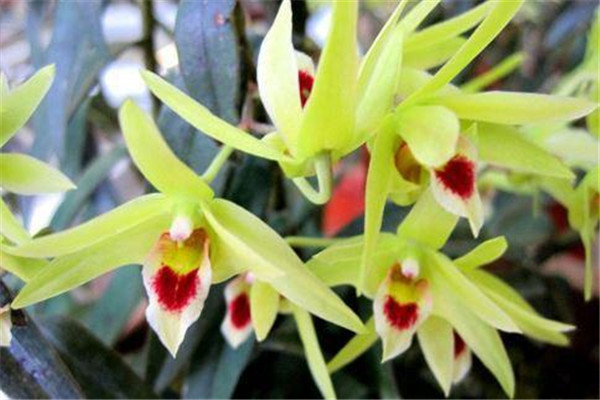 过期的铁皮石斛能吃吗,过期的铁皮石斛还能吃吗?