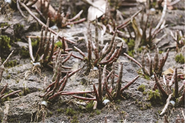 铁皮石斛泡水喝有什么功效,铁皮石斛煮水的功效