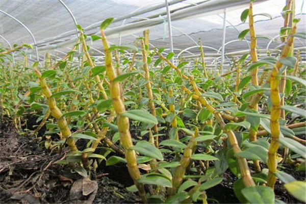 铁皮石斛的服用方法和疗效,铁皮石斛怎么服用