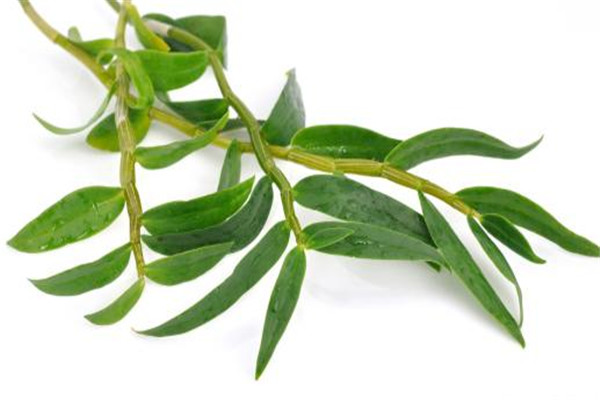 铁皮石斛什么时间吃效果最好,铁皮石斛一天什么时间吃最好