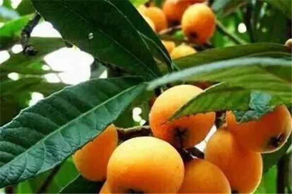 枇杷叶治什么咳嗽,枇杷叶子能治咳嗽吗