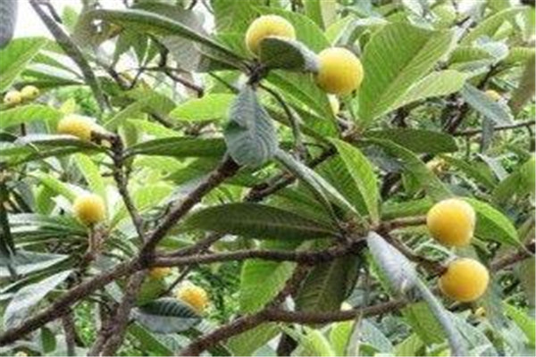 枇杷叶煮水喝几天见效,枇杷叶煮水喝几天有效