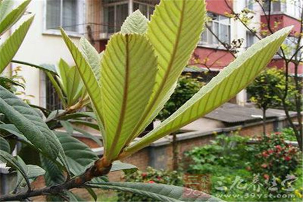 枇杷叶有毒吗怎样处理,新鲜枇杷叶的功效 枇杷叶有毒吗怎样处理,新鲜枇杷叶的功效