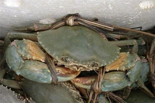 感冒能吃青蟹吗,吃青蟹有什么功效