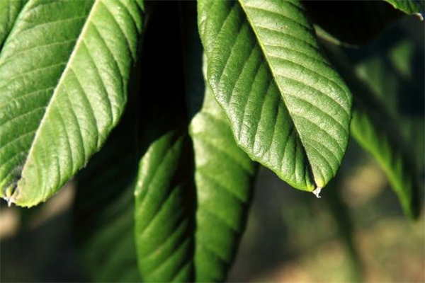 枇杷叶上面的毛有毒吗,枇杷叶背面的毛有毒吗