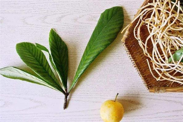 枇杷叶煮水苦正常吗,枇杷叶煮水是苦的吗