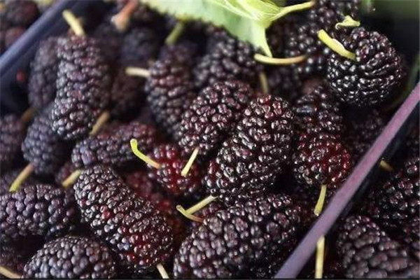 桑葚是酸性还是碱性水果,桑葚是酸性还是碱性的