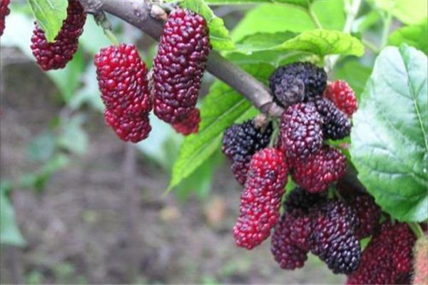 南方桑葚什么季节成熟,桑葚什么季节成熟?