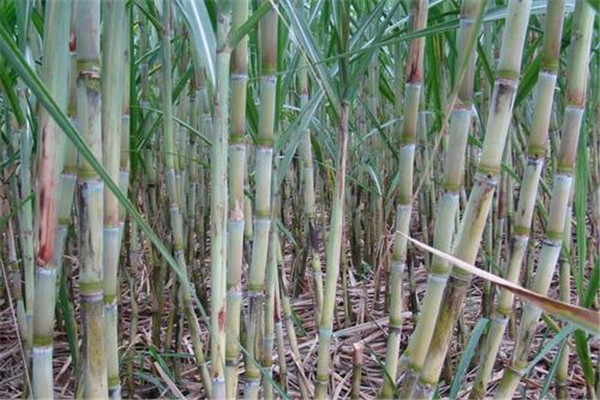 吃甘蔗注意事项,吃甘蔗的正确方法