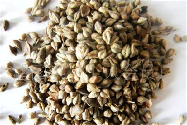 喝苦荞茶有什么好处和坏处,喝苦荞茶有什么好处能减肥吗