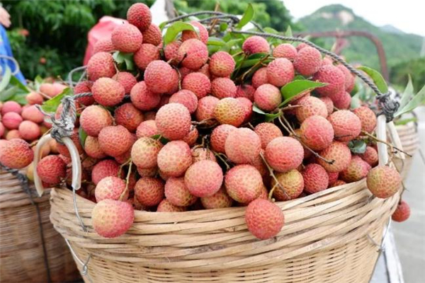 吃荔枝喝酒会过敏吗,吃荔枝过敏是什么原因