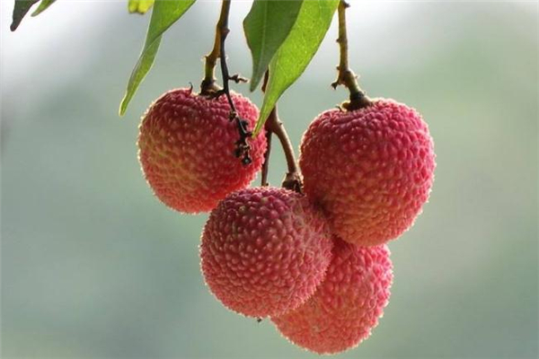 荔枝糖分是多少,荔枝的含糖量是多少