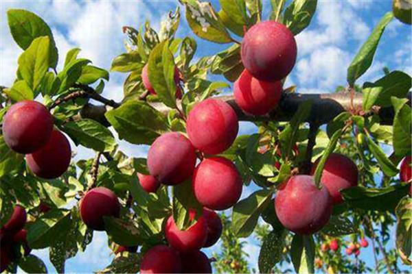 一天最多吃几个李子中号的,一天最多吃几个李子