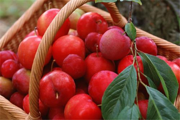 吃李子过敏了怎么办,吃李子过敏了怎么办最快方法止痒