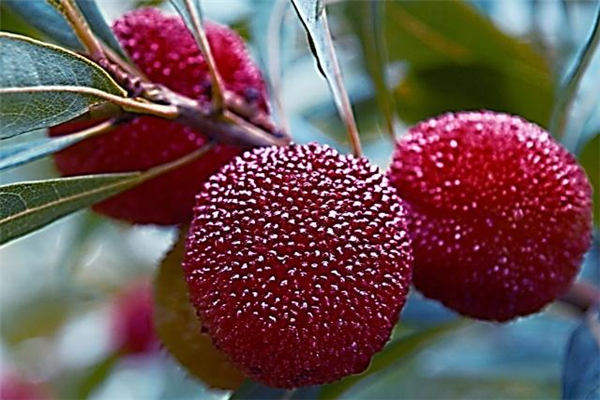 杨梅吃多了会怎样,杨梅吃多了对身体有什么影响