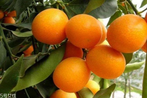 小金桔干的功效和作用及食用方法,金桔有什么功能 小金桔干的功效和作用及食用方法,金桔有什么功能