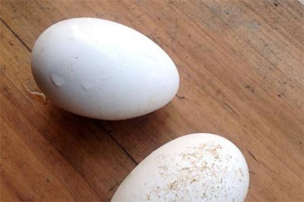鹅蛋吃多了有什么坏处?,鹅蛋吃多了有什么坏处伤什么器官