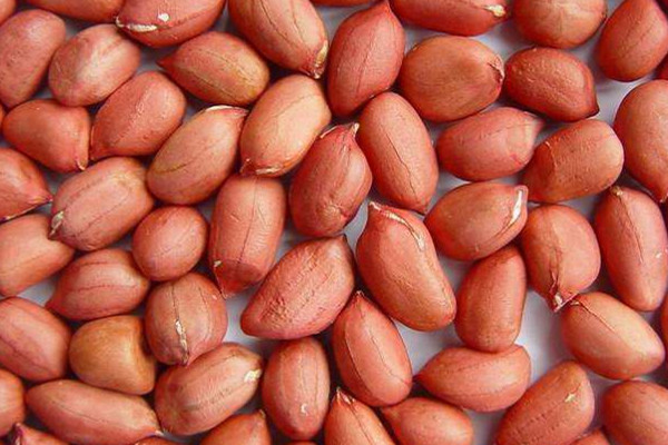 黑花生的功效和作用,生花生的作用