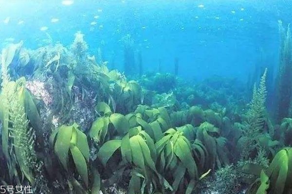 海藻不能和什么一起吃,海藻和什么菜一起吃好