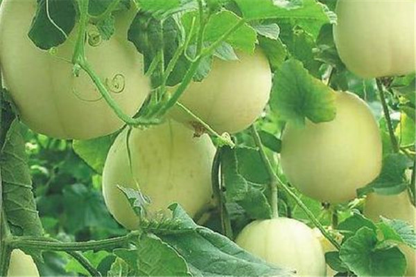 香瓜的功效和作用及营养价值,芝麻香瓜的功效和作用 香瓜的功效和作用及营养价值,芝麻香瓜的功效和作用